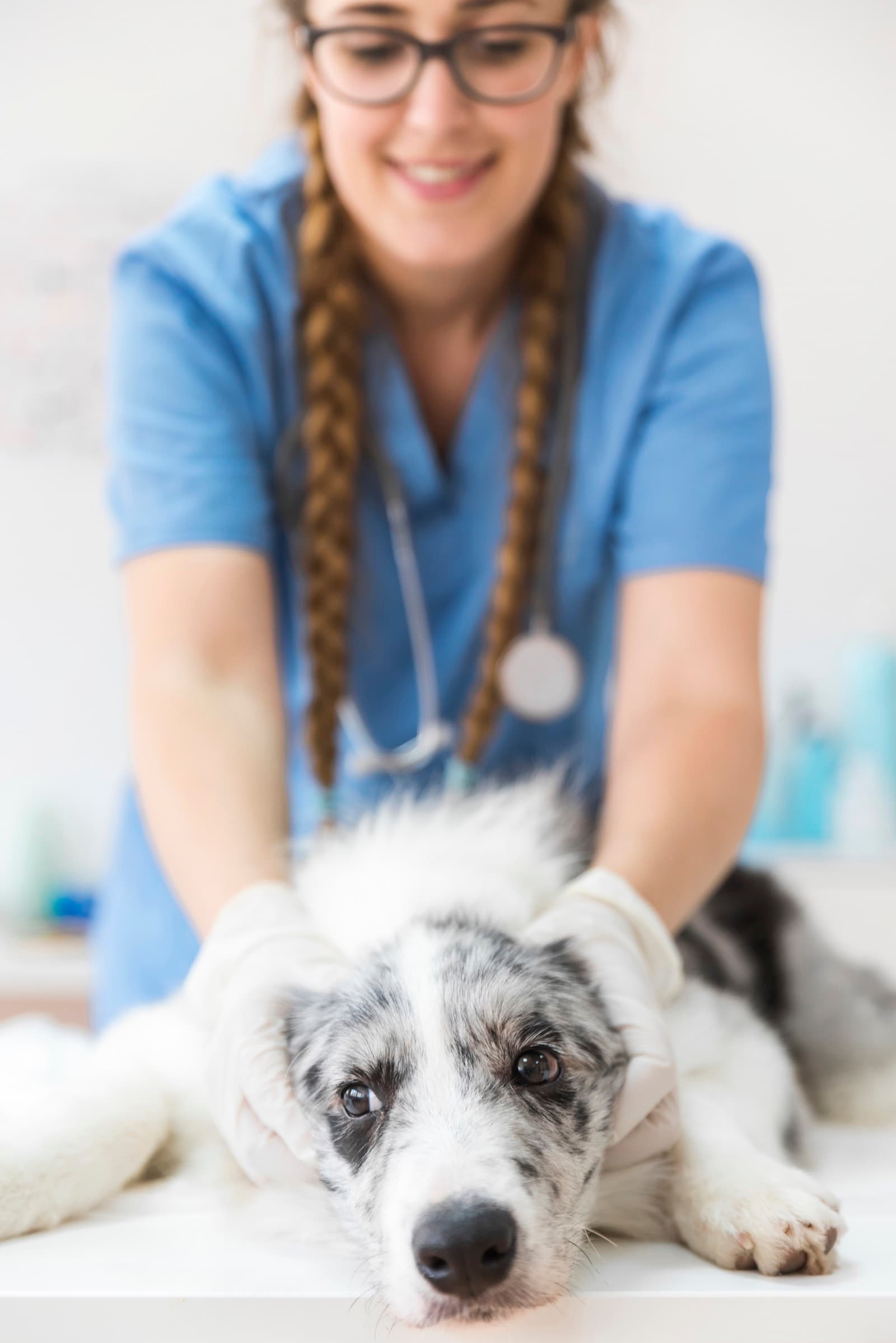 Partenaire soignant avec un chien