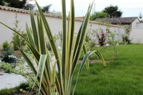 De la Chambre au Jardin - Miniature 6