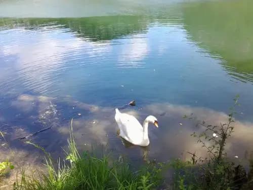 Maison Vacances Pieds Dans L'eau - Photo 5