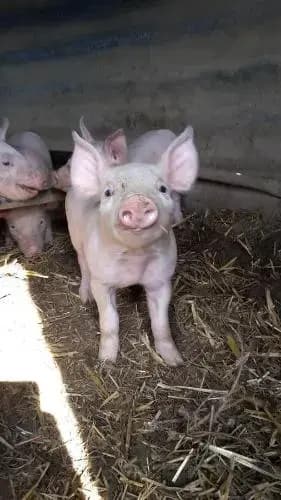 La ferme du Bouton d'Or - Photo 3