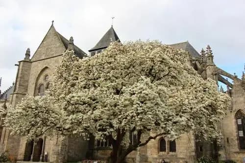 La Tocade Del Arte - Dinan - Photo 1