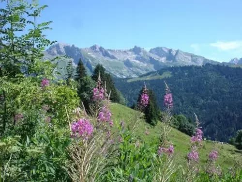 Le Champel - Photo 5