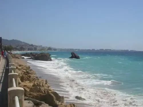Palme d'Azur - Miniature 8