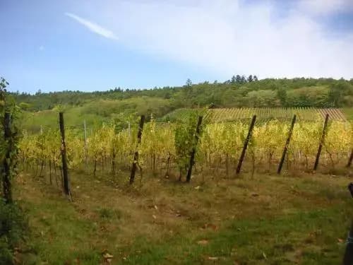 Appartements Les clés des Vignes - Photo 3