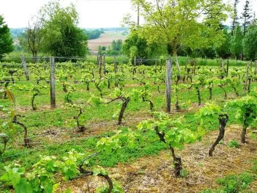 Le Manoir de Gaboria B&B - Photo 5