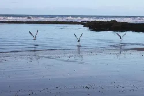 Locations Les Marinettes La Chaume - Photo 4
