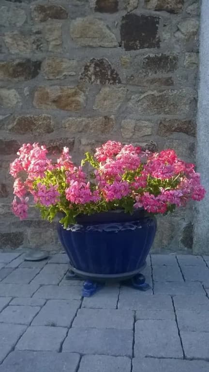 Les Ecuries de Bel Air - Photo 5