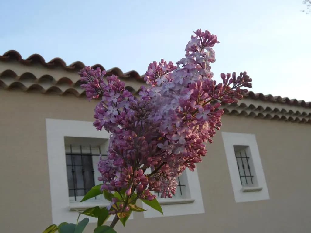 Les Lilas des Chênes - Photo 4