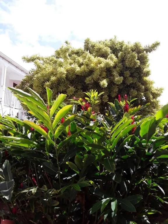 les jardins de valentin - Photo 1