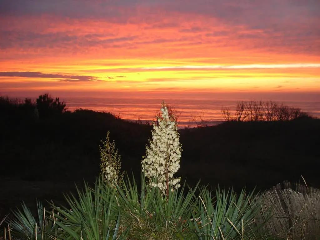 House on Atlantic Ocean on Sand Dune overlooking Beach and Ocean - Photo 2