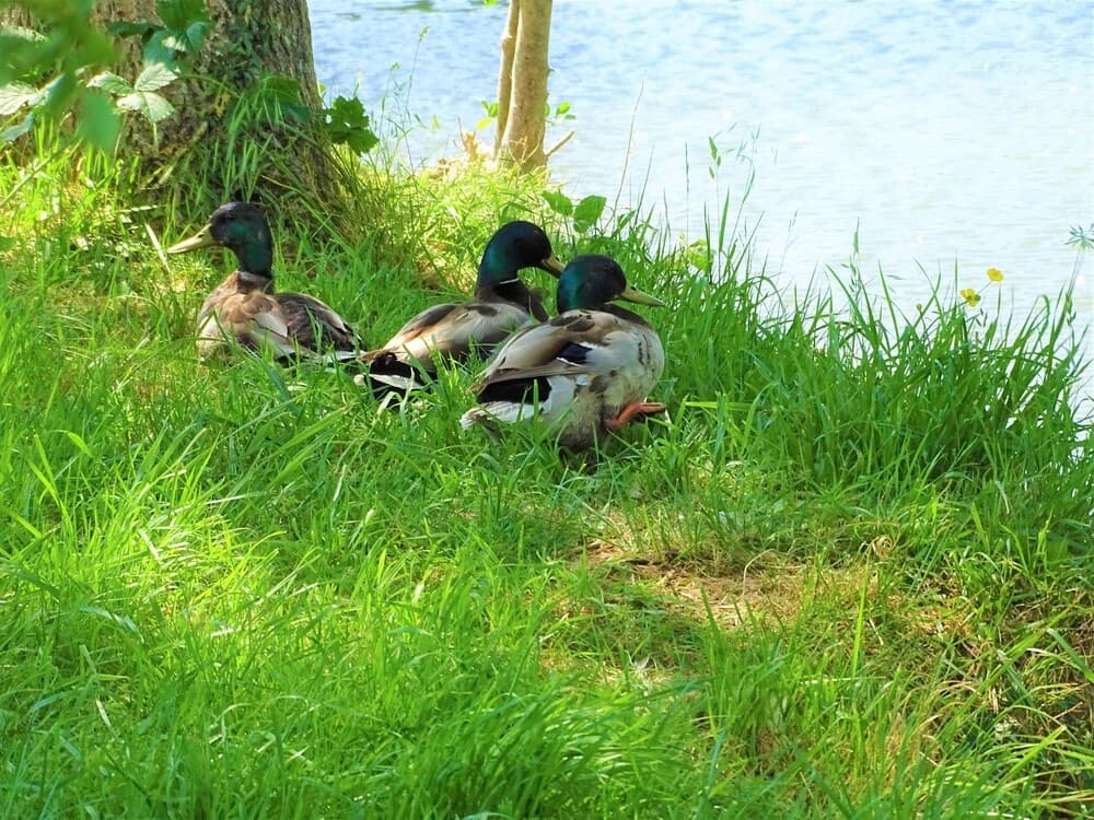 Camping La Sittelle - Photo 3