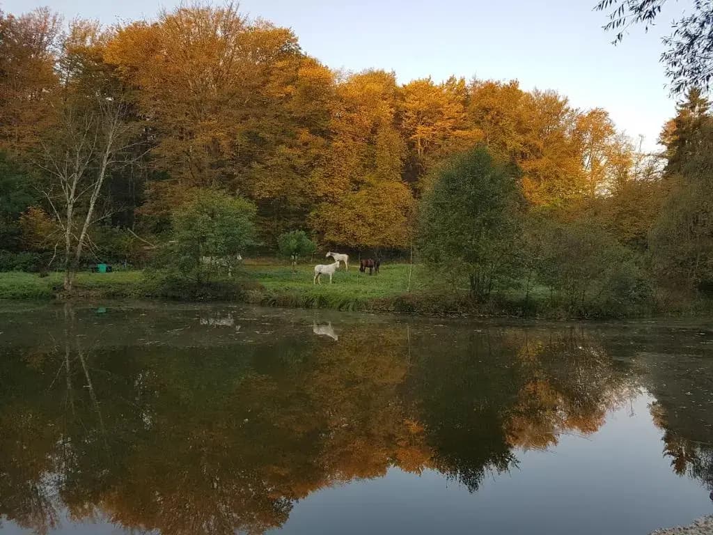 Nid dans la forêt - Miniature 8