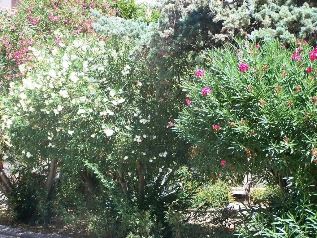 Lauriers Roses - Miniature 8