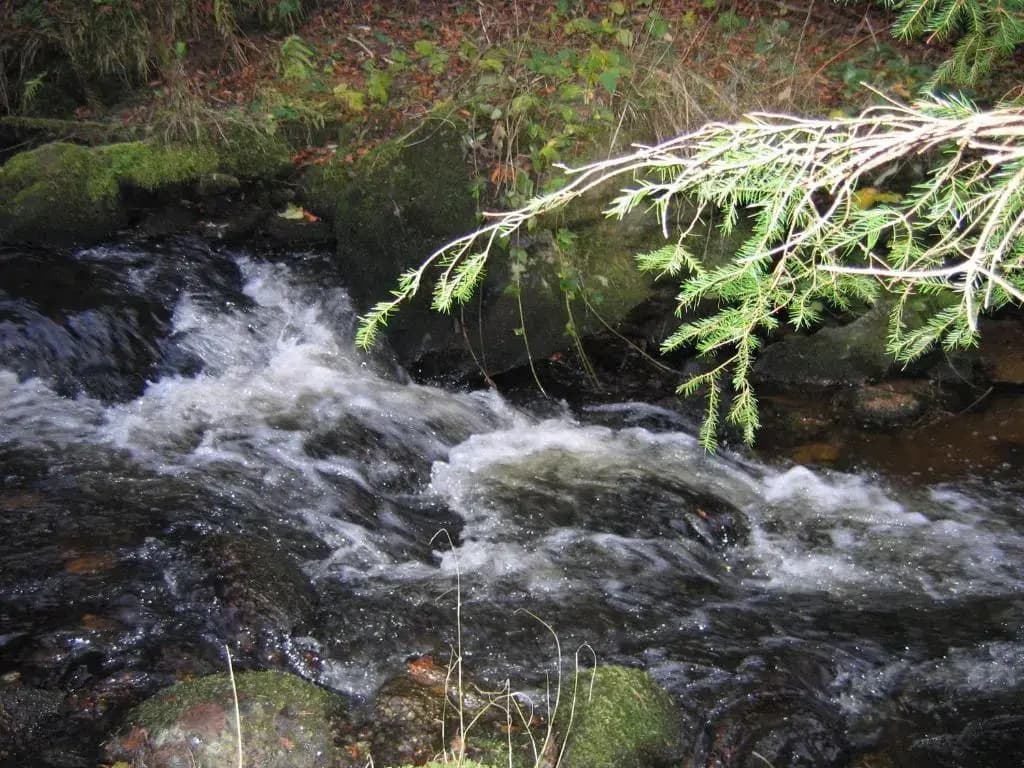 Orée de Marmeloux - Photo 2