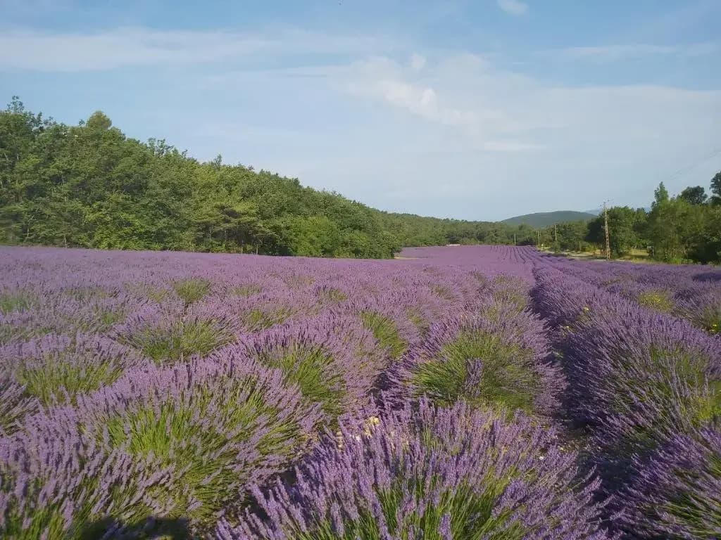 les théolats - Photo 4