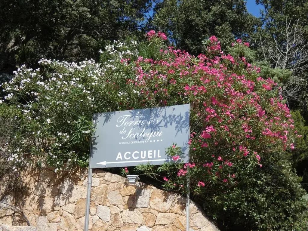 Les Terrasses De Scalegiu - Photo 2