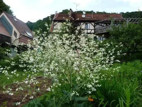 Alsace Village - Photo 2