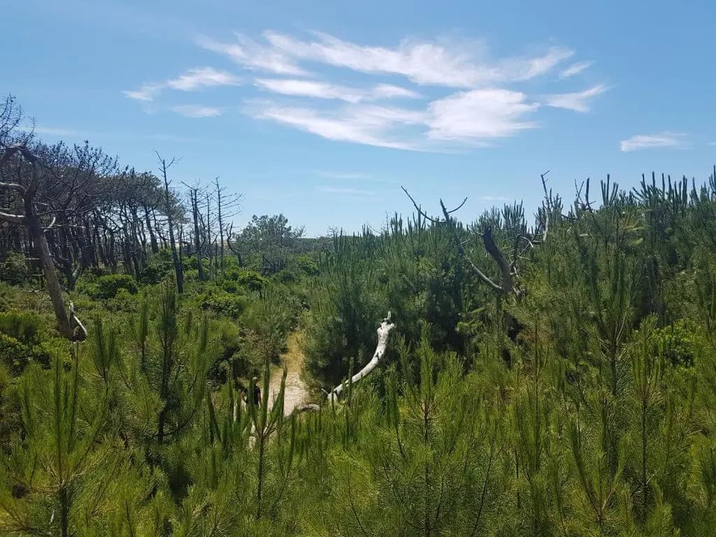 La Pinède Océane,400m des plages - Miniature 8