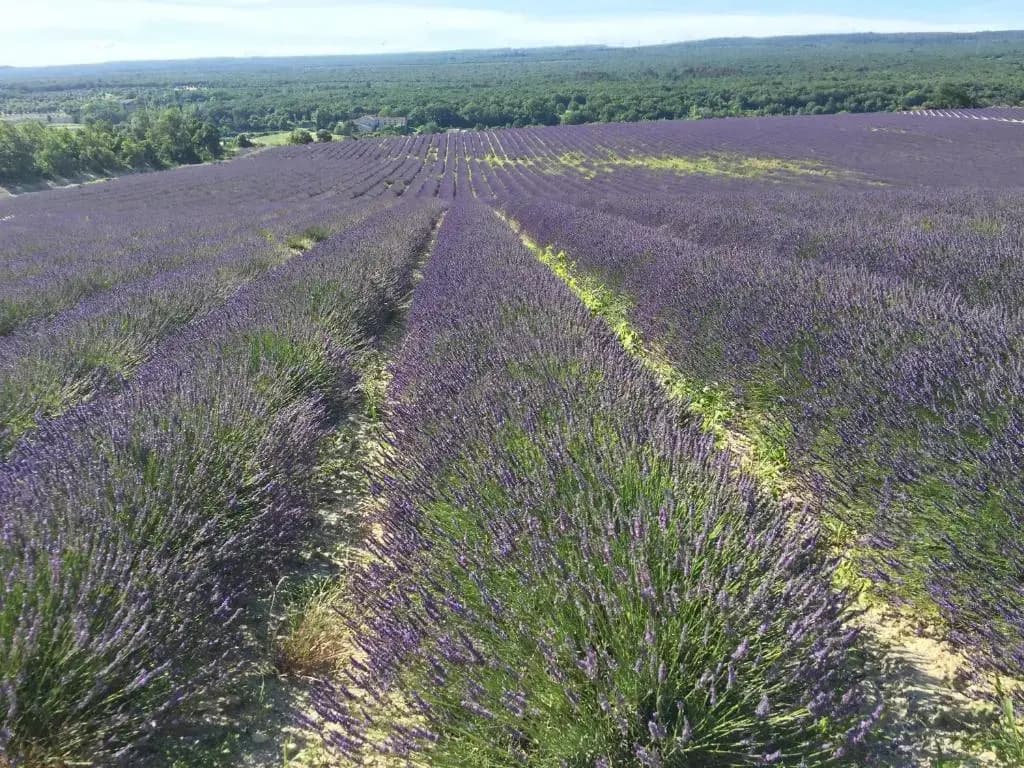 Gites Les oiseaux voyageurs "Le Douny" - Photo 2