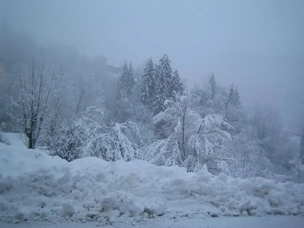 La Chouette à l'heure du Pinson - Photo 3