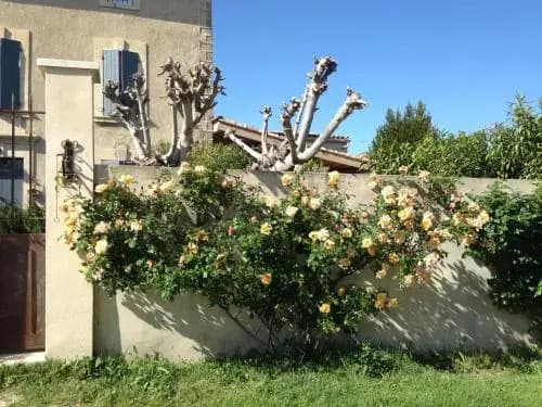 B&B - Le Vieux Figuier - Photo 1