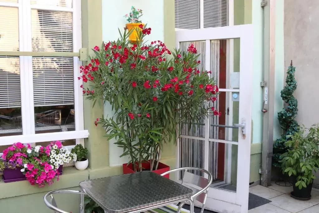 Hotel Des Oliviers - Miniature 6