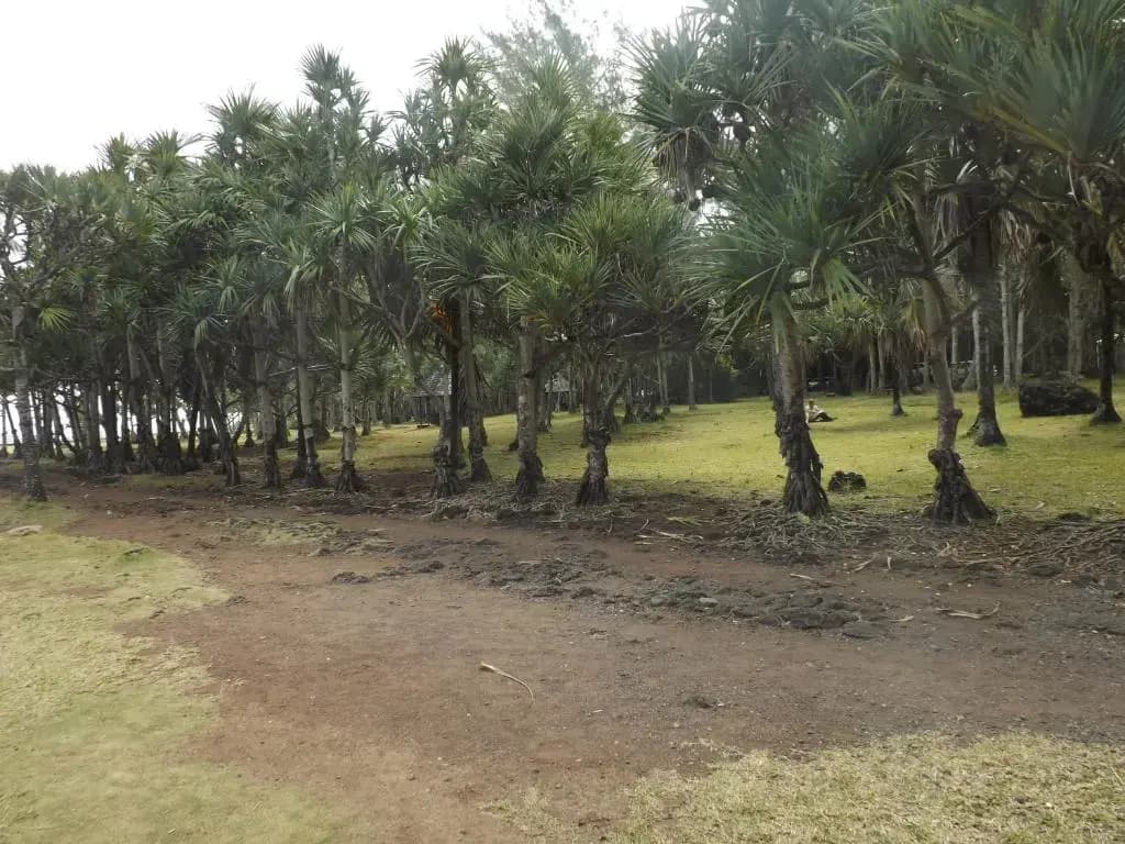 Maracuja - Photo 1