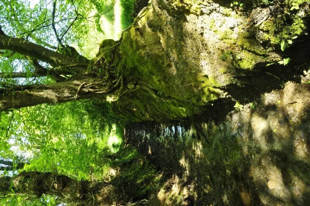 Chambre d'hotes Au Vieux Moulin - Photo 3
