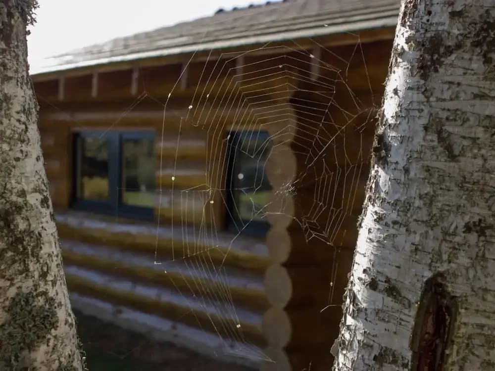 Rêves de Bois - Photo 1