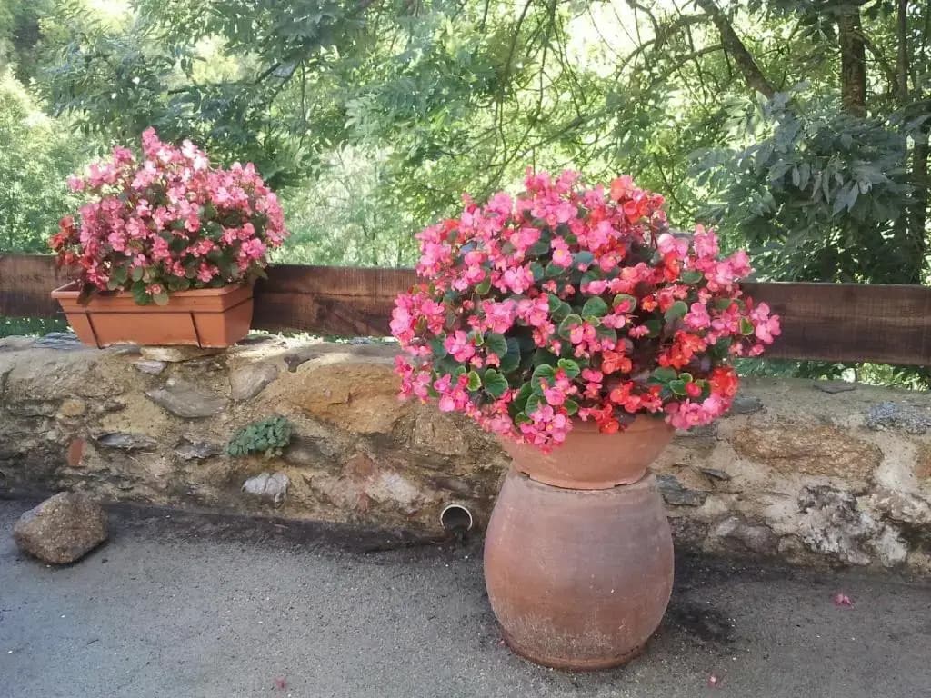 Mas Taillet Le Camelia - Photo 5