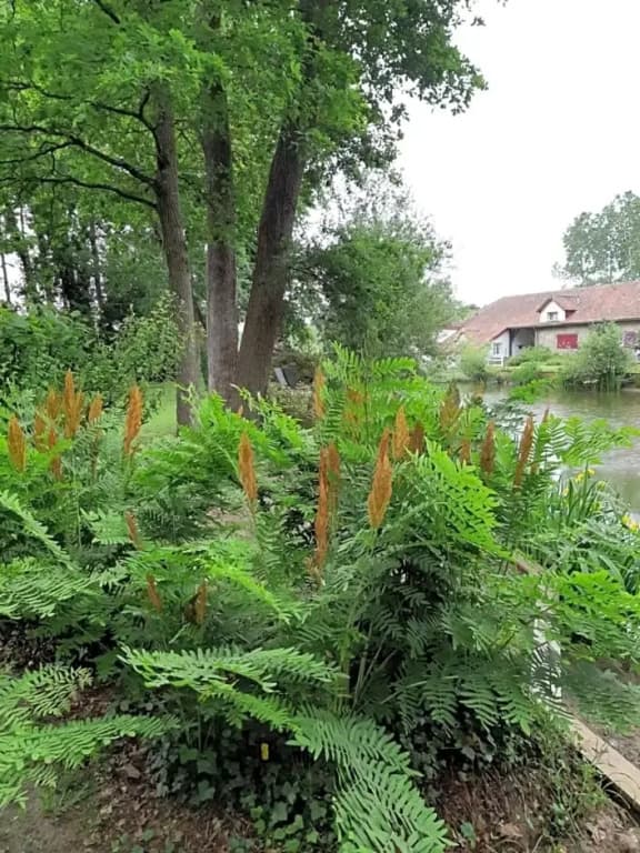 Le Moulin de Saubrigues - Miniature 6