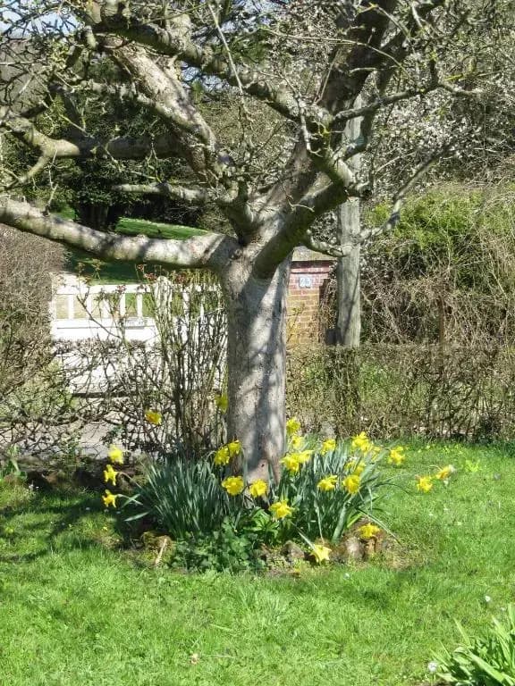 La Roseraie du Prieure - Photo 5