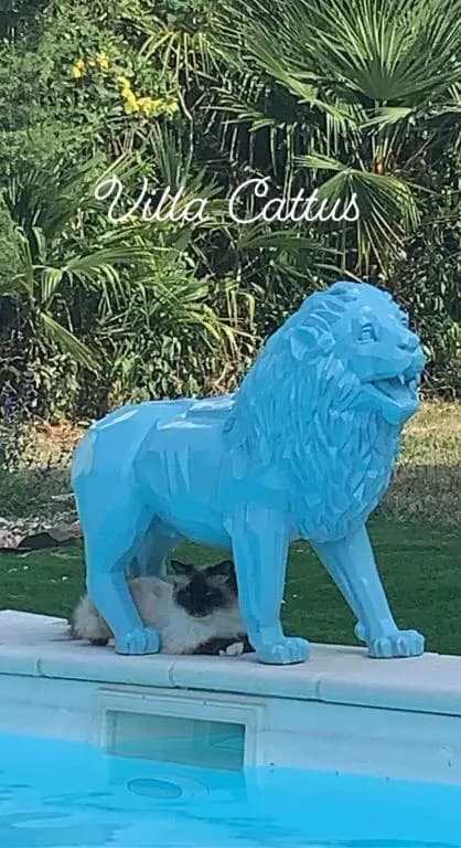Suite à la Villa Cattus - Photo 4