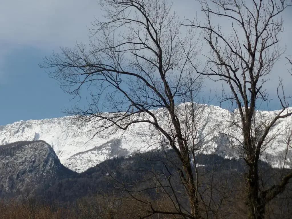 Les Cyclamens - Photo 4