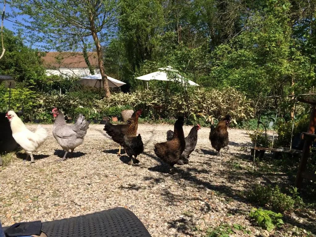 Chambres d'hôtes du Jardin Francais - Miniature 7