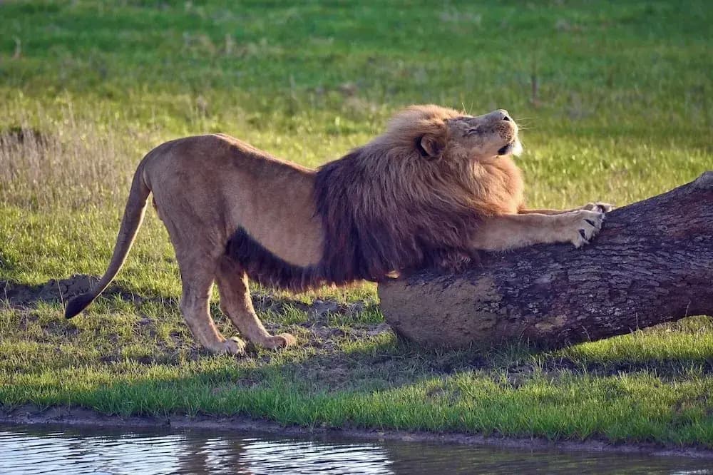 Le royaume des Lions - Miniature 7
