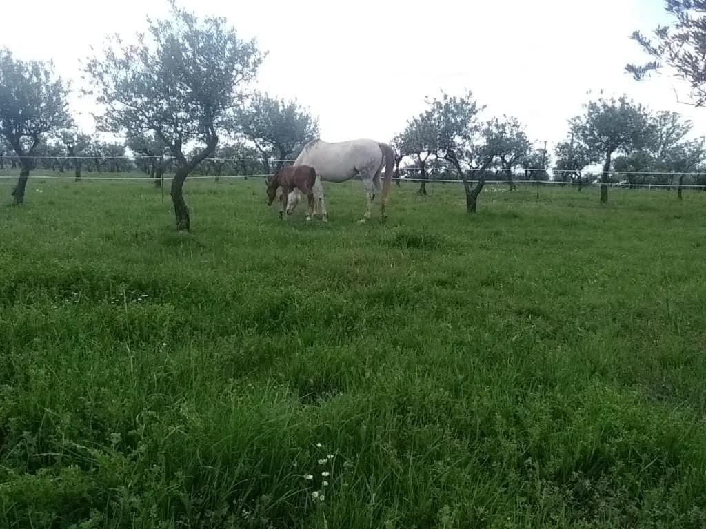 Studio indépendant dans Ferme Equestre - Photo 2