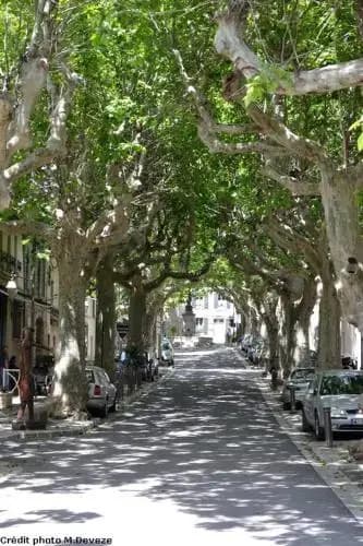 Le Bouis - Photo 4