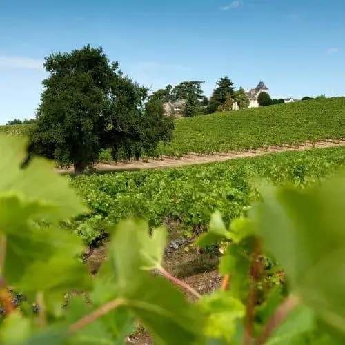 Domaine de la Soucherie - Chambres d'hôtes - Photo 5