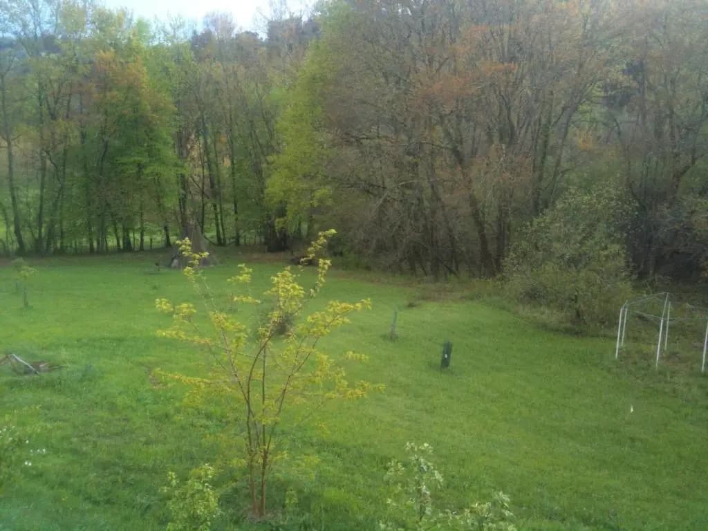 la clairiere - Photo 1