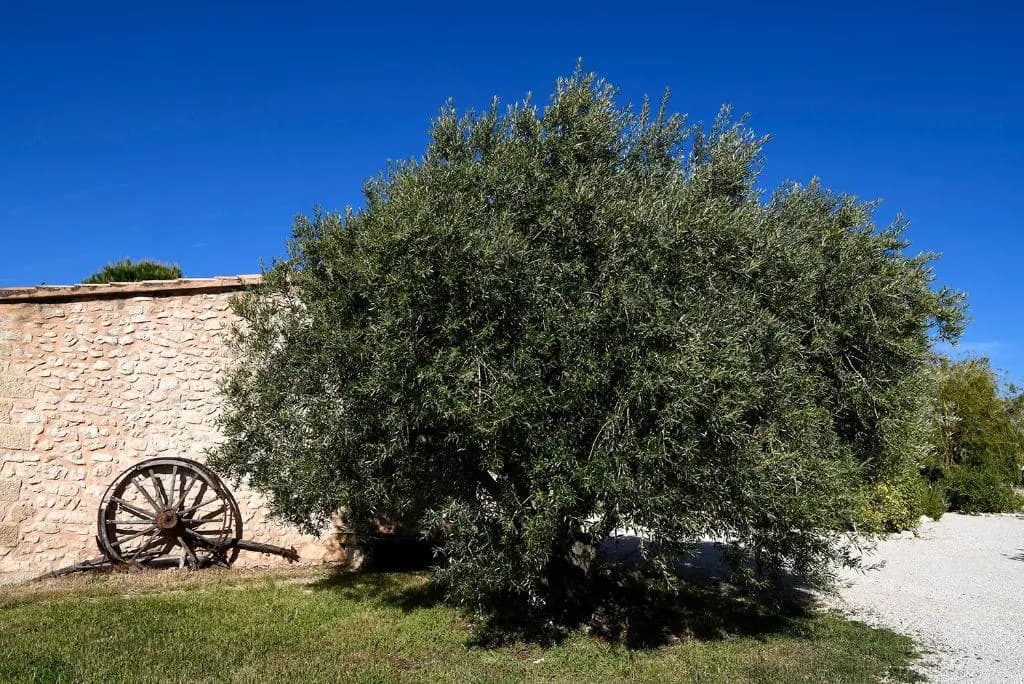 Mas des Olives - Miniature 6