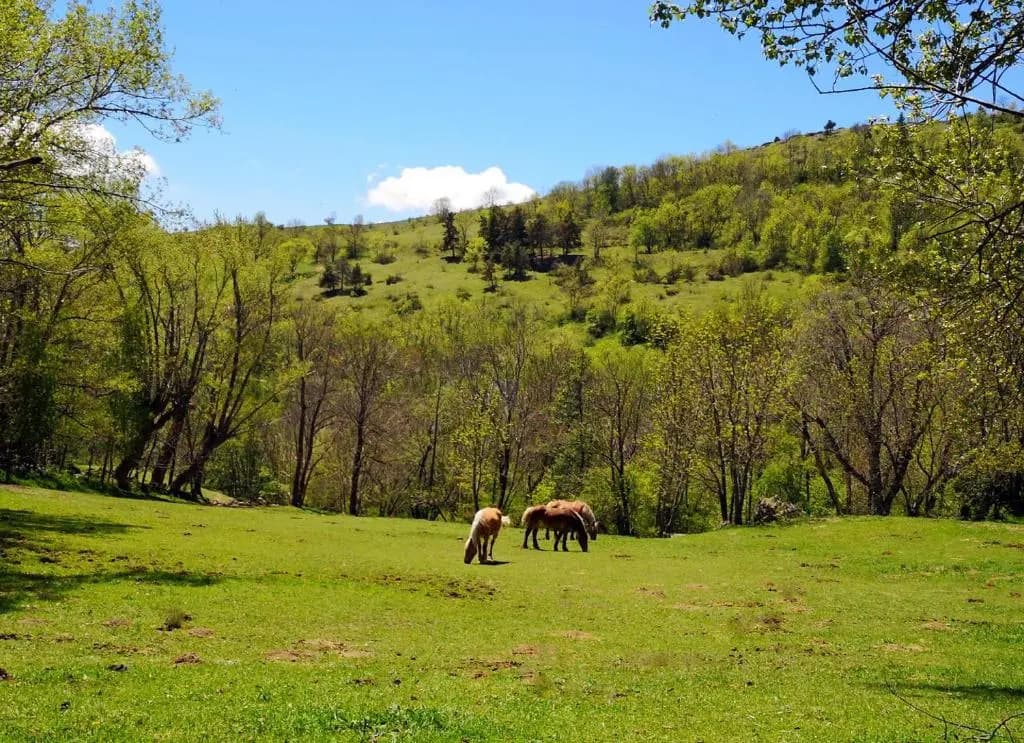 FONT ROMEU - Via I - Miniature 7