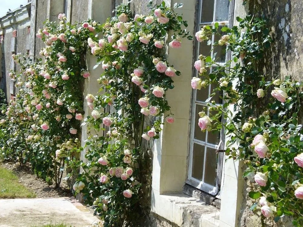 Château des Lutz - Photo 1