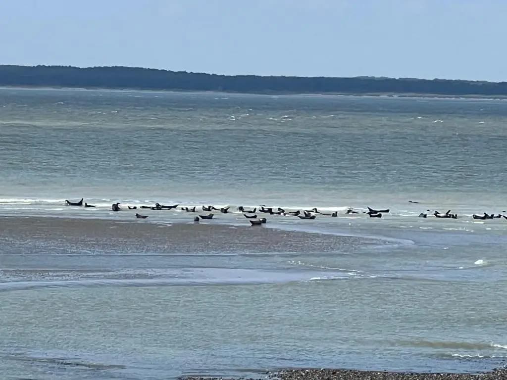 Plage à 50m Appartement Rêves de plage Villa Les Bains de Mers - Photo 2