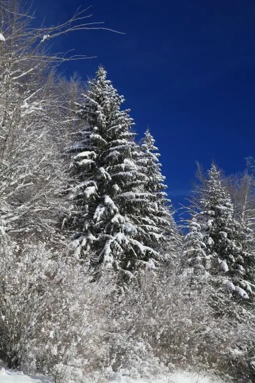 le refuge des Marmottes - Photo 4