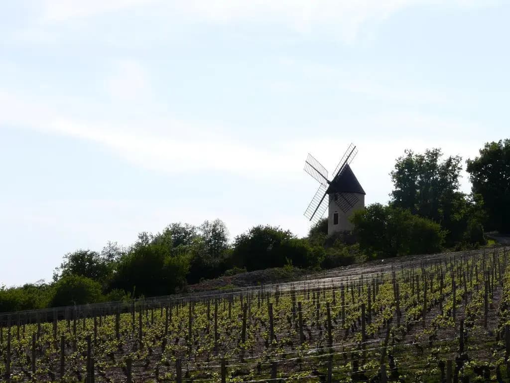 La Chouette - Photo 4