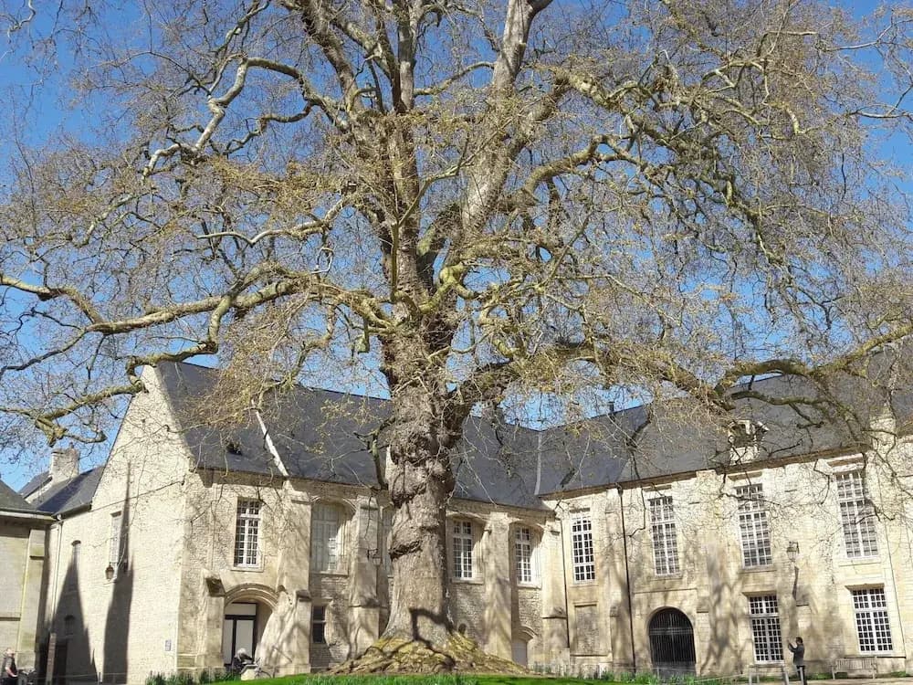 Apartment in the Historic Centre of Bayeux - Photo 1