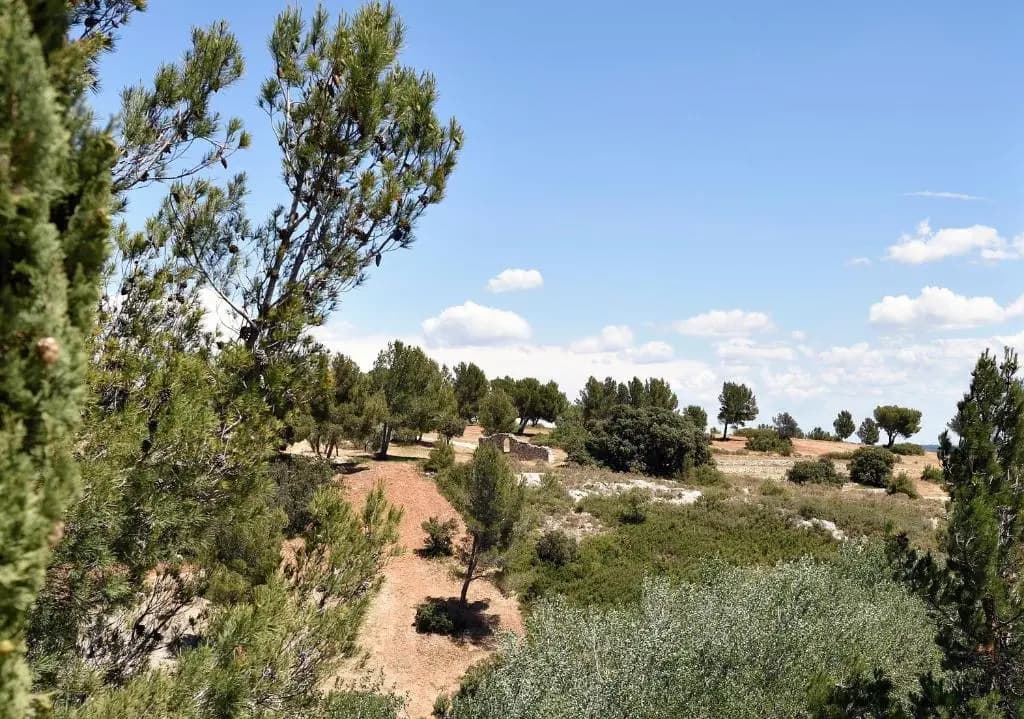 Les Garrigues de la Vallée des Baux - Photo 5