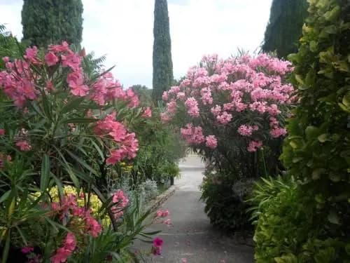 La Sapiniere - Photo 1