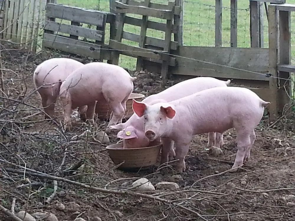 La petite ferme des Vitoz - Photo 2